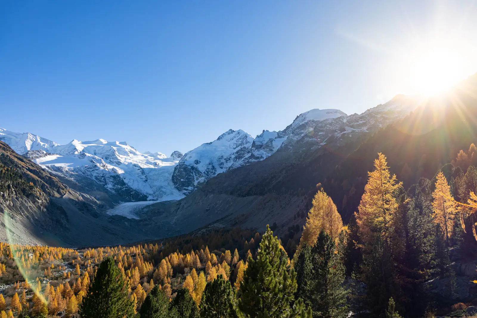 Lärchenwald in Herbstgold vor dem Gletscher über dem Montafon